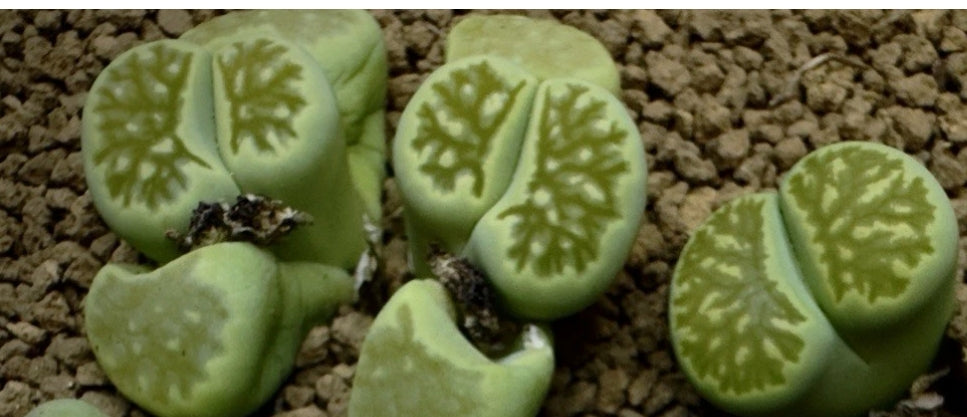Lithops 'Kikukaseki Green' seeds