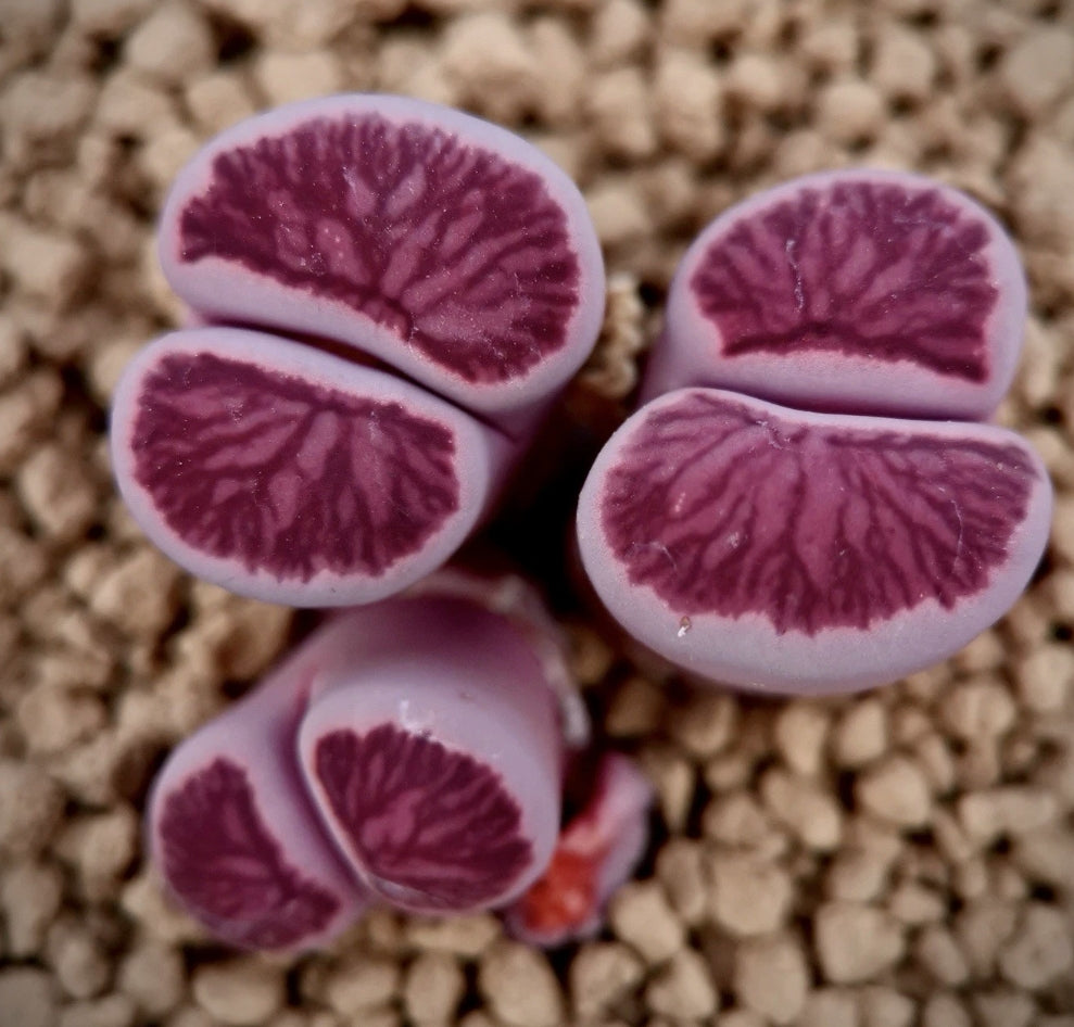 Lithops 'Murasaki Kikushogyoku' ex Shimada seeds