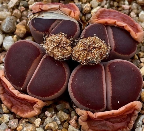 Lithops aucampiae open windows seeds