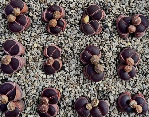 Lithops aucampiae open windows seeds