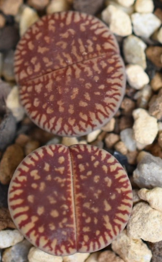 Lithops aucampiae ssp. euniceae v. euniceae C48 seeds