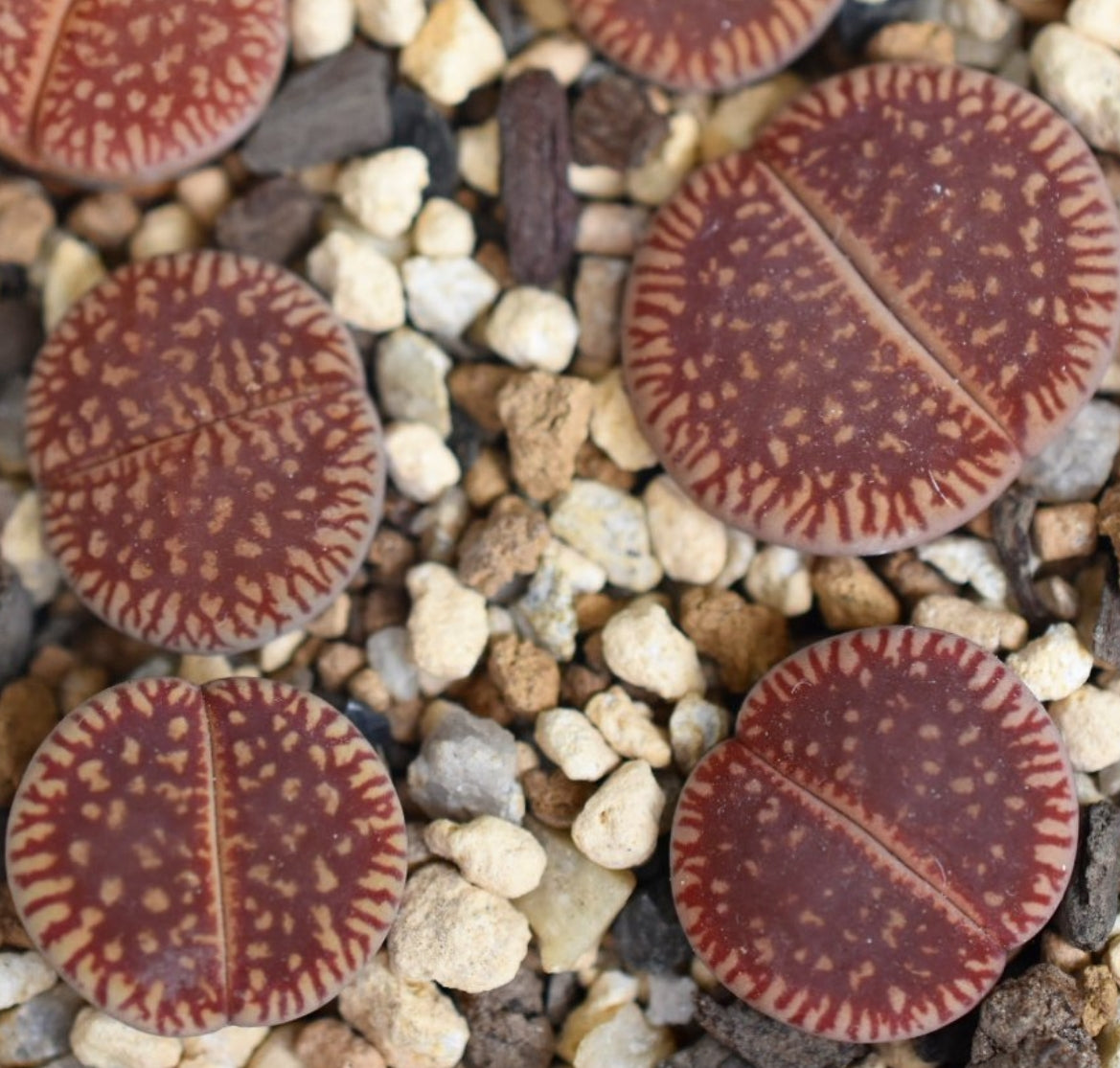 Lithops aucampiae ssp. euniceae v. euniceae C48 seeds