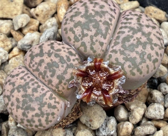 Lithops bromfieldii v.glaudinae seeds
