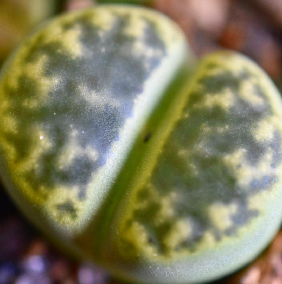 Lithops bromfieldii v. insularis 'Sulphurea' C362 seeds