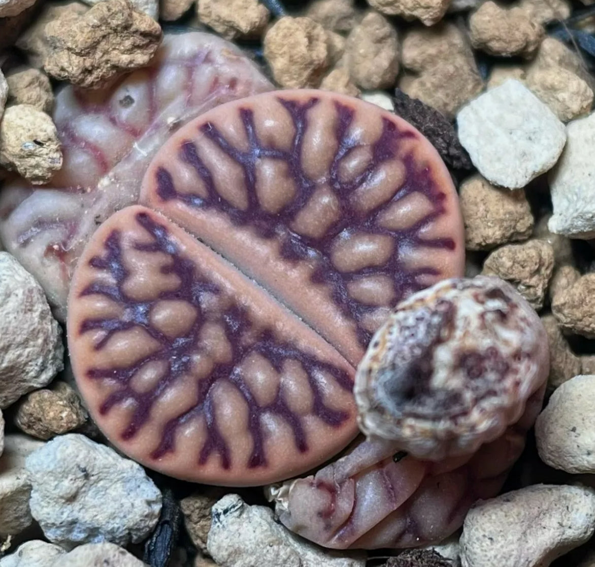 Lithops bromfieldii v. mennellii seeds