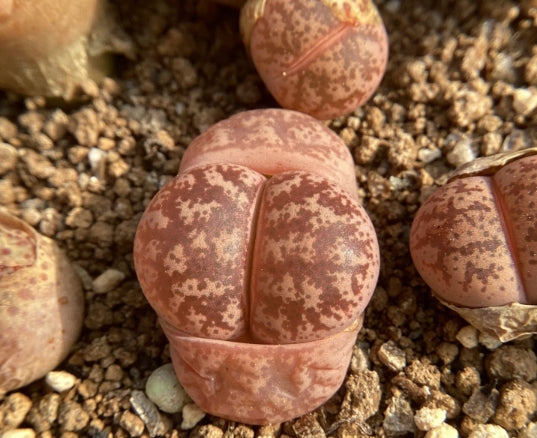Lithops coleorum C396 seeds