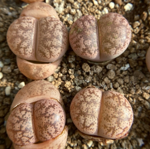 Lithops coleorum C396 seeds