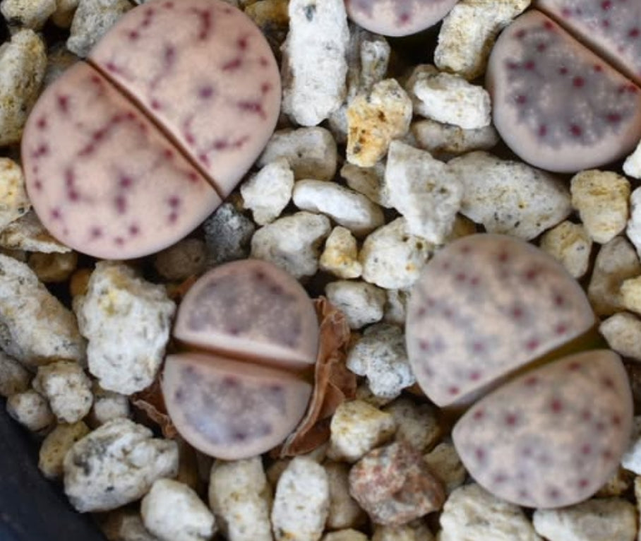 Lithops dinteri ssp. multipunctata C181 seeds