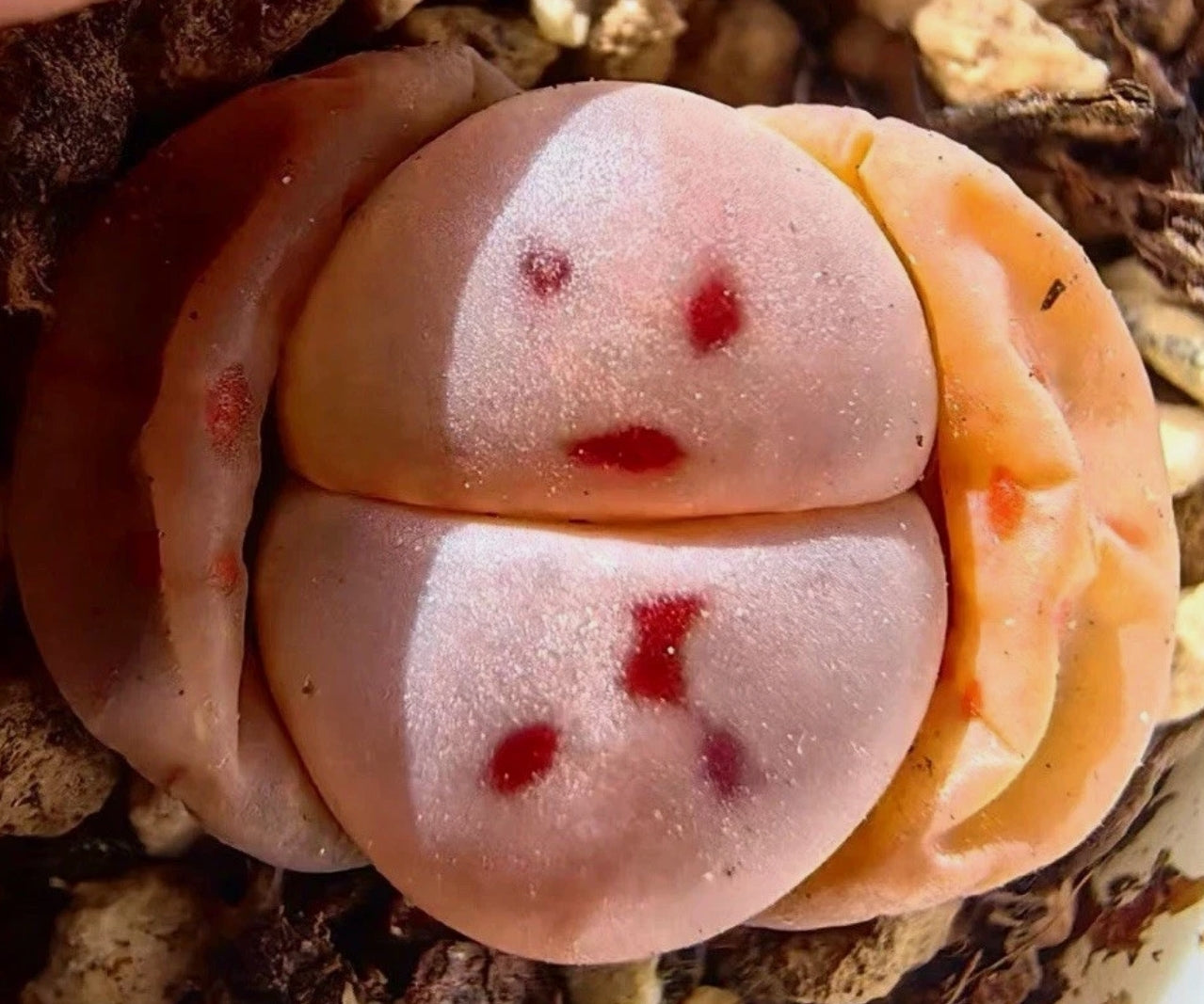 Lithops dinteri v. brevis seeds