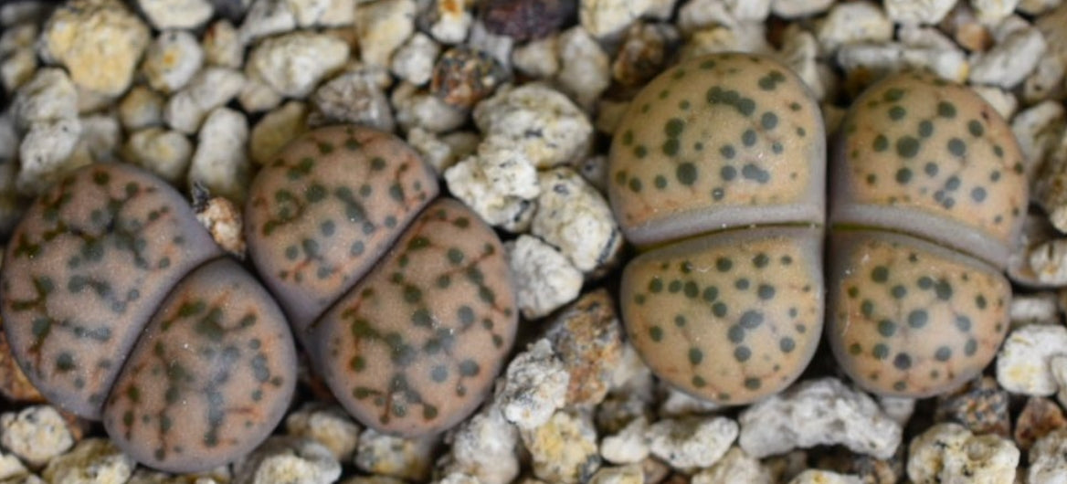 Lithops fulviceps var. laevigata ( yellow form ) seeds