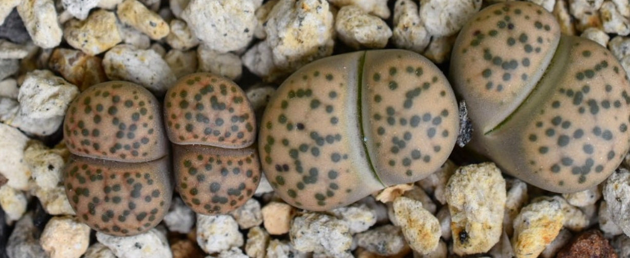 Lithops fulviceps var. laevigata ( yellow form ) seeds