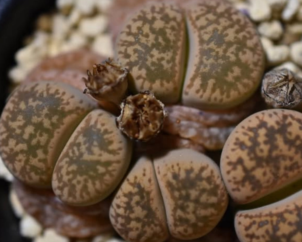 Lithops gesinae v. gesinae C207 seeds