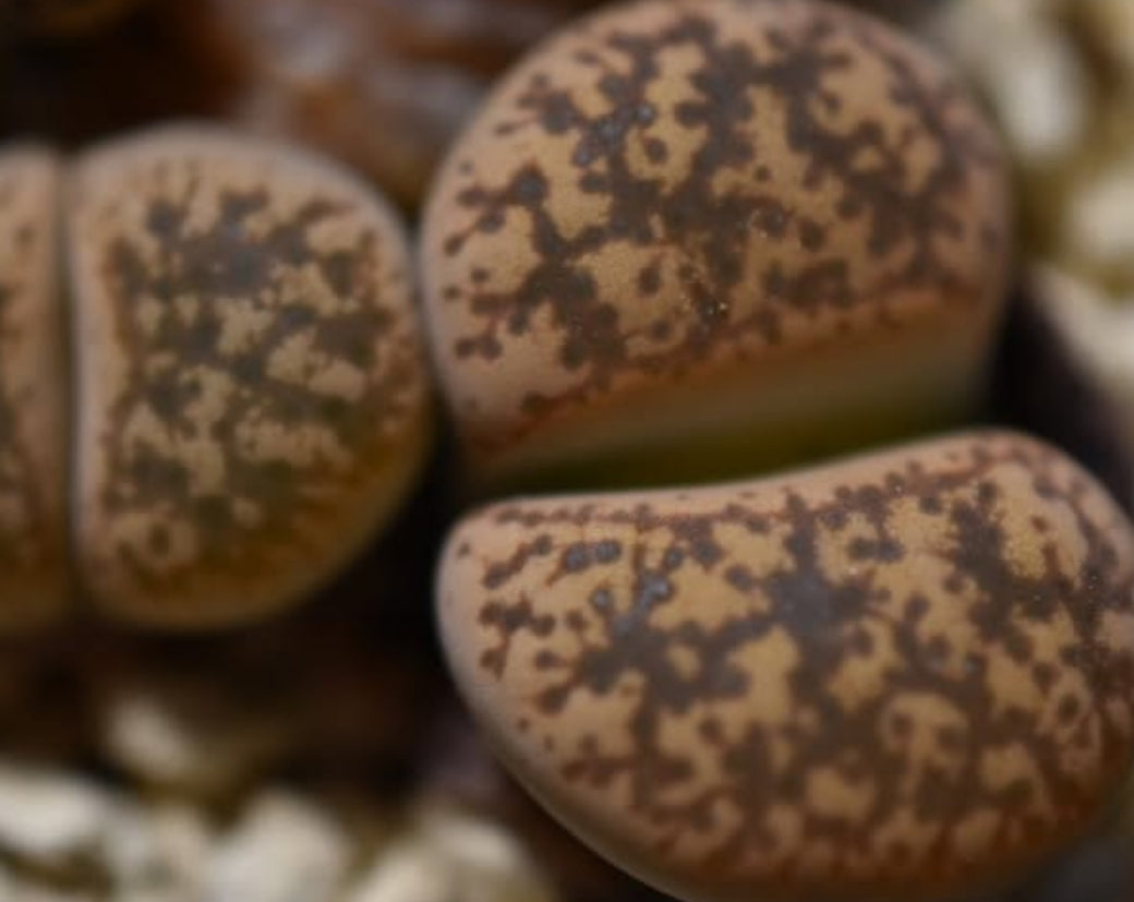 Lithops gesinae v. gesinae C207 seeds