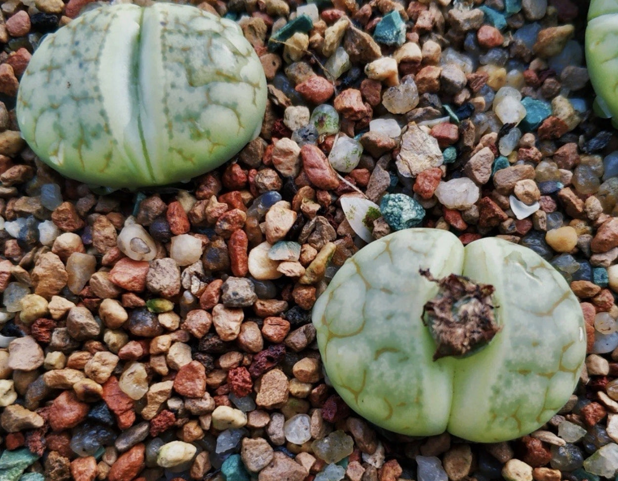 Lithops gracilelineata ssp.brandbergensis 'Vertigo' C383a seeds