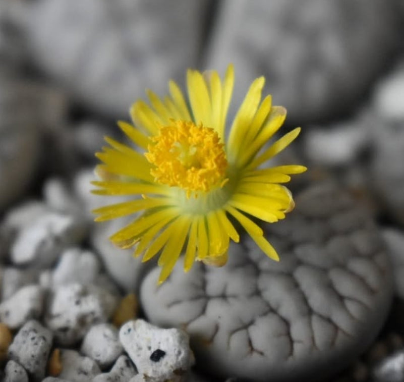 Lithops gracilidelineata C385 seeds