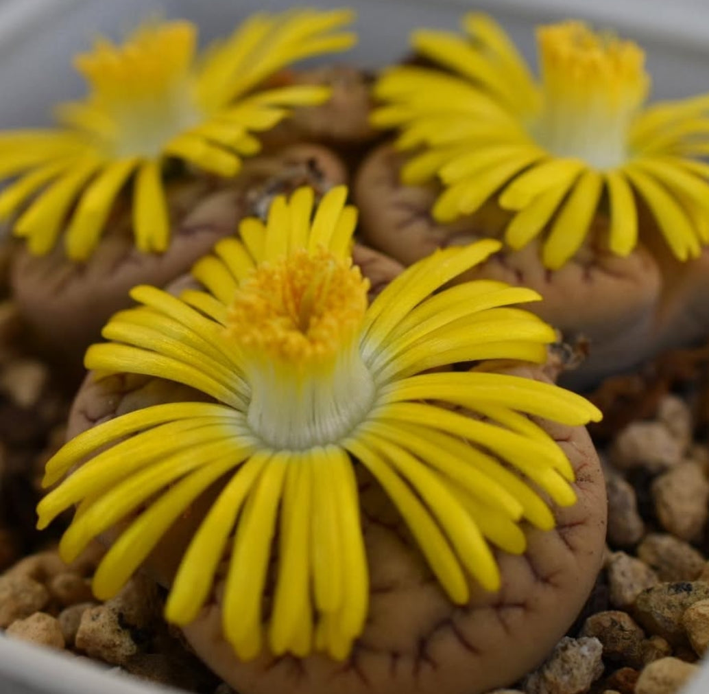 Lithops gracilidelineata ssp. brandbergensis C383 seeds