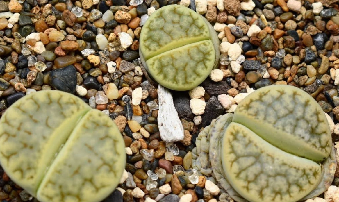 Lithops gracilidelineata ssp. brandbergensis 'Vertigo' seeds