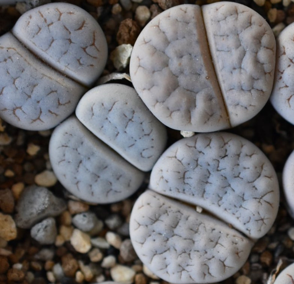 Lithops gracilidelineata ssp. gracilidelineata v. gracilidelineata C309 seeds