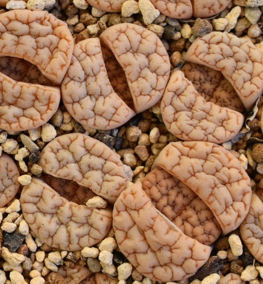 Lithops gracilidelineata ssp. gracilidelineata v. gracilidelineata C374 seeds