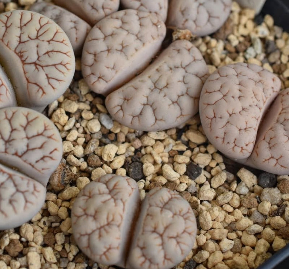 Lithops gracilidelineata ssp. gracilidelineata v. waldroniae C189 seeds