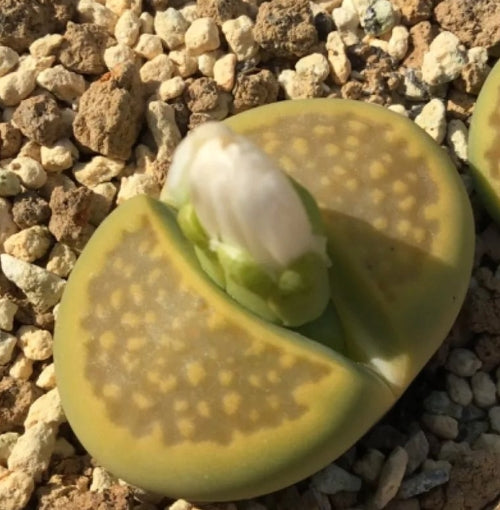 Lithops hallii v.ochracea Green Soapstone C111A seeds