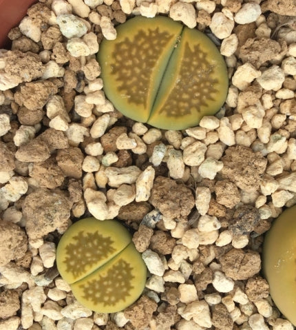 Lithops hallii v.ochracea Green Soapstone C111A seeds