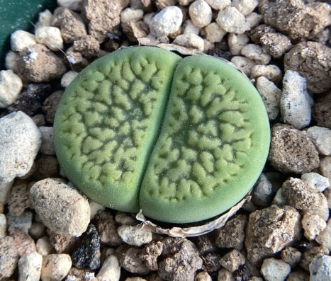 Lithops hookeri v. dabneri " Annarosa" seeds