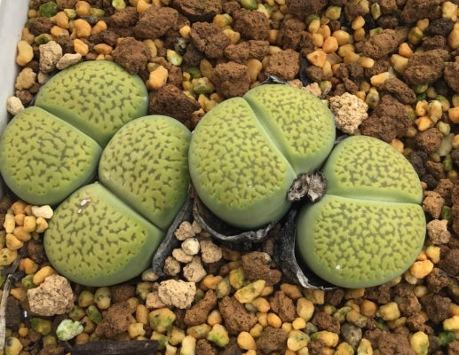 Lithops hookeri v. dabneri " Annarosa" seeds