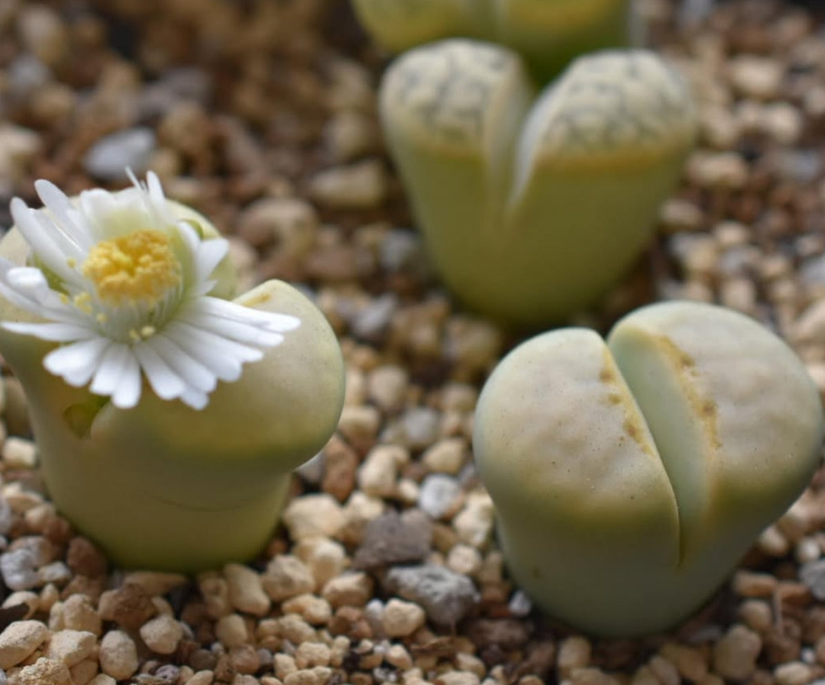 Lithops julii ssp. julii ‘Peppermint Crème’ C297A seeds