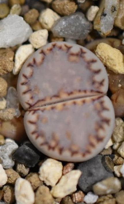 Lithops julii var. rouxii seeds