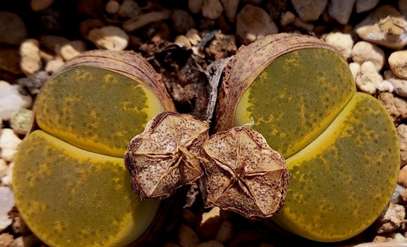 Lithops lesliei 'Inca gold' seeds