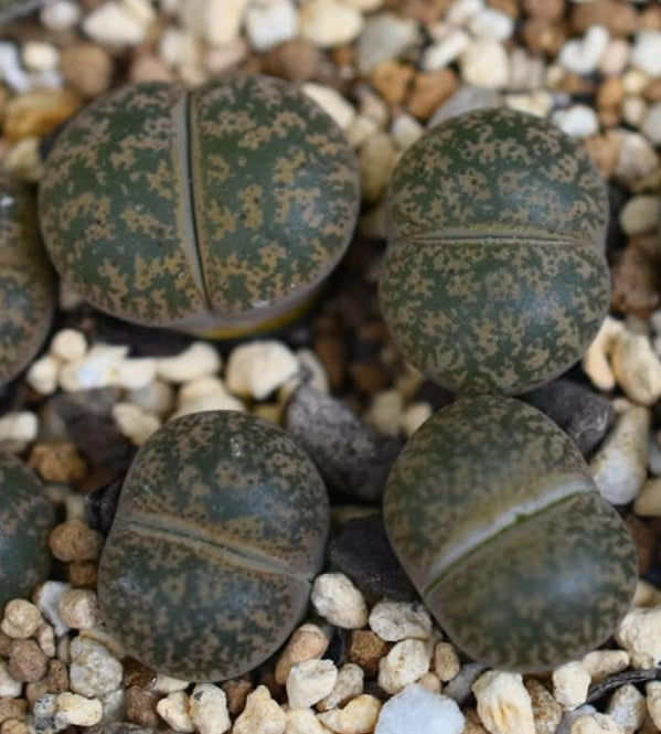 Lithops lesliei (luteoviridis) C20 seeds