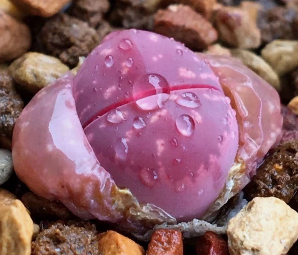 Lithops olivacea v. nebrownii 'Red olive' seeds