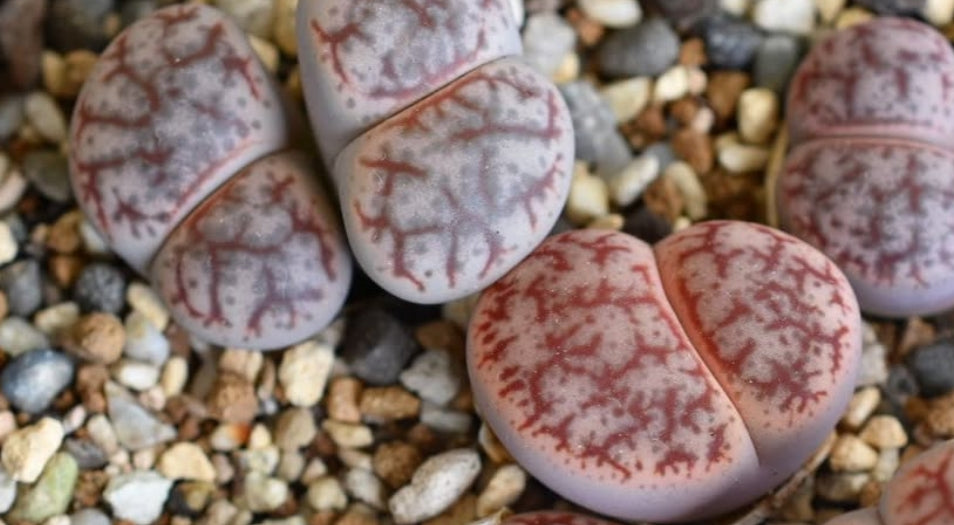 Lithops pseudotruncatella C67 seeds