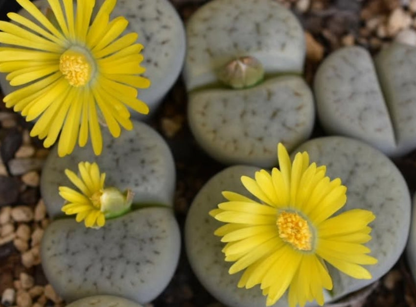 Lithops pseudotruncatella ssp. archerae C306 seeds
