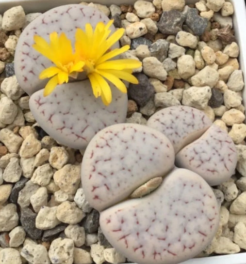 Lithops pseudotruncatella ssp. pseudotruncatella v. pseudotruncatella (pallid Form) C264 seeds