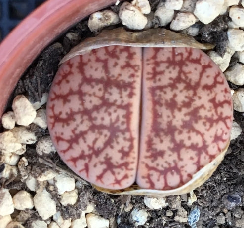 Lithops pseudotruncatella ssp. pseudotruncatella v. elisabethiae C187 seeds