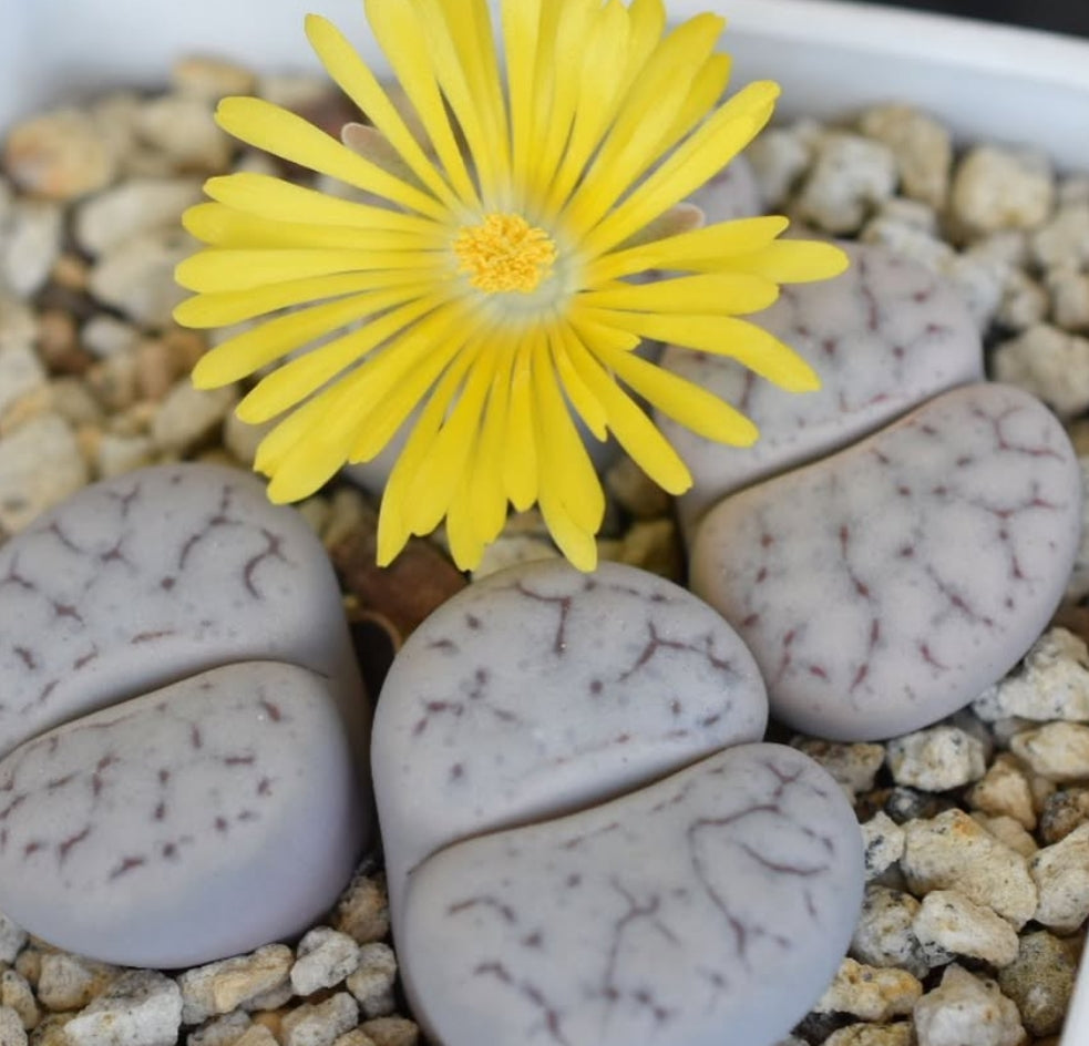 Lithops pseudotruncatella ssp. volkii C69 seeds