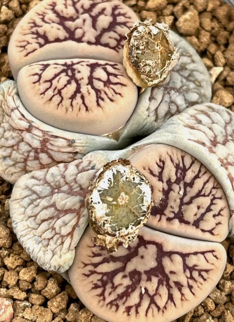 Lithops schwantesii ssp. schwantesii 'Nutwerk' seeds