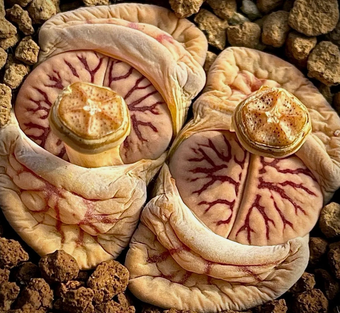 Lithops schwantesii ssp. schwantesii 'Nutwerk' seeds