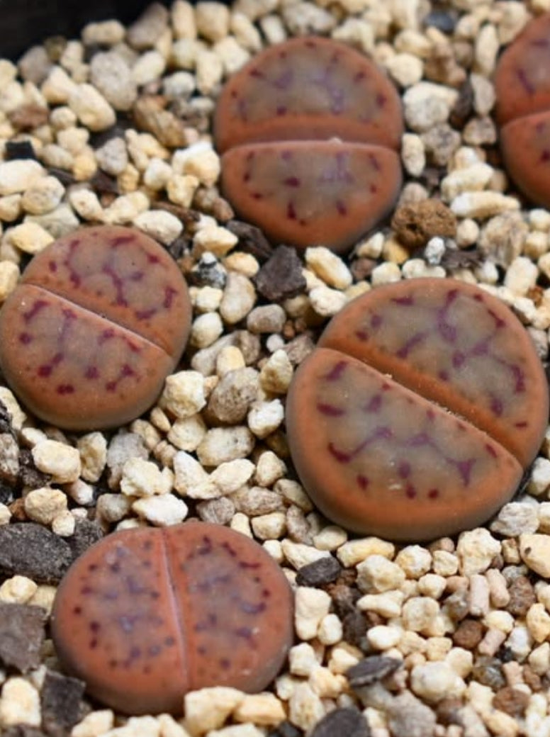 Lithops schwantesii ssp. schwantesii v. schwantesii C80 seeds