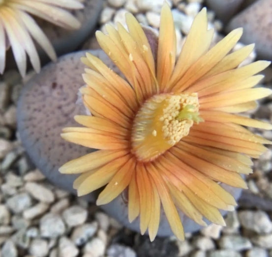 Lithops verruculosa v. glabra C160 seeds