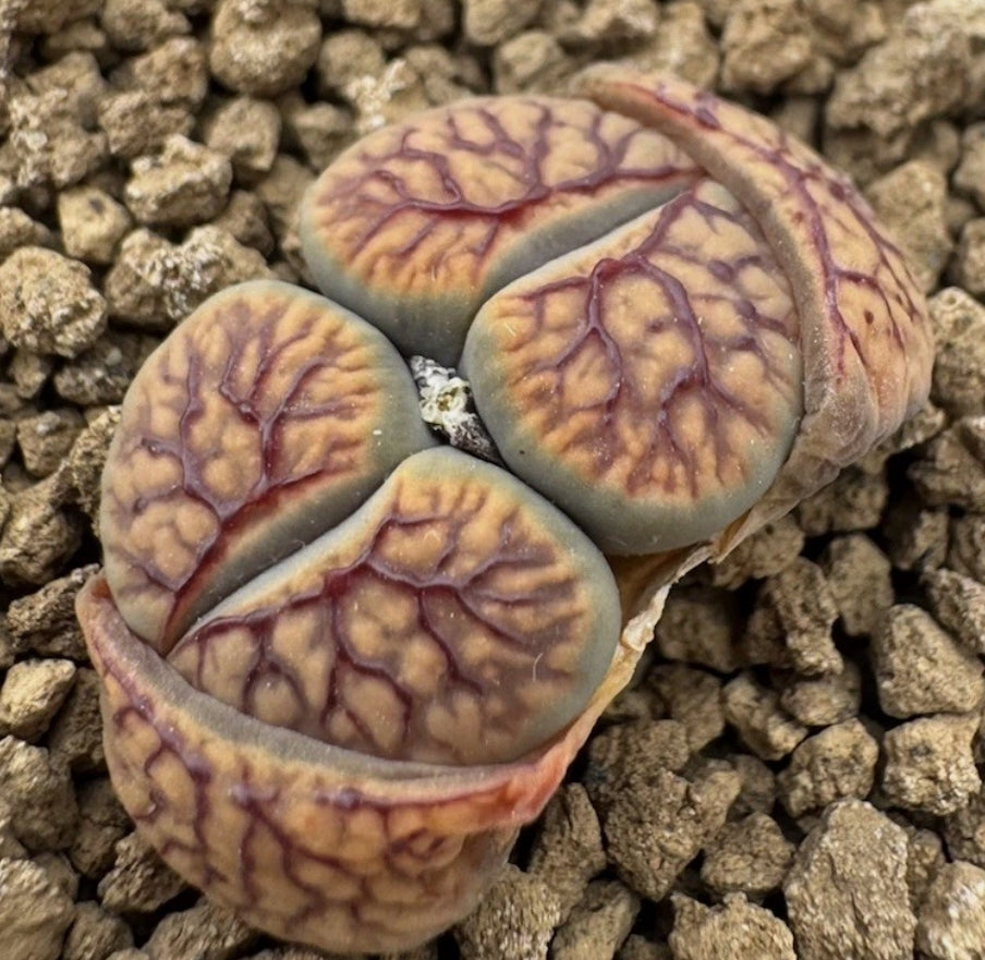 Lithops verruculosa var.verruculosa cv. 'Firewoks' seeds