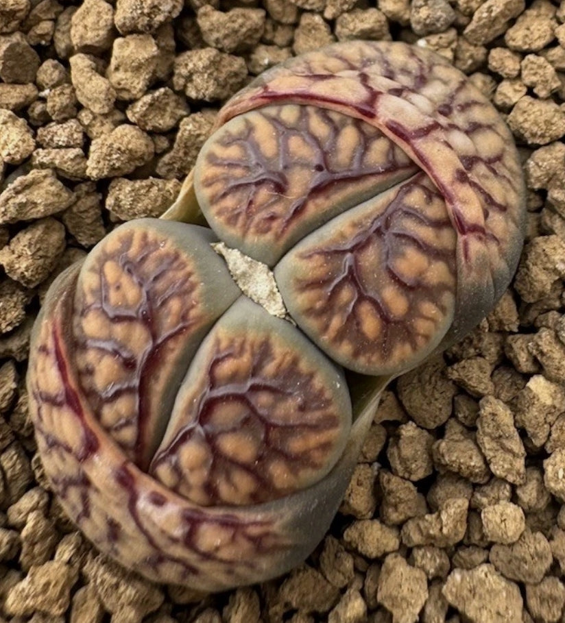 Lithops verruculosa var.verruculosa cv. 'Firewoks' seeds