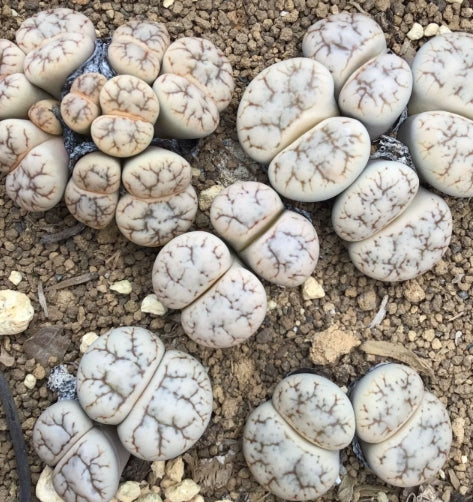 Lithops werneri C188 seeds
