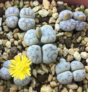 Lithops werneri C188 seeds