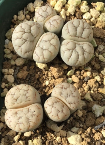 Lithops werneri C188 seeds