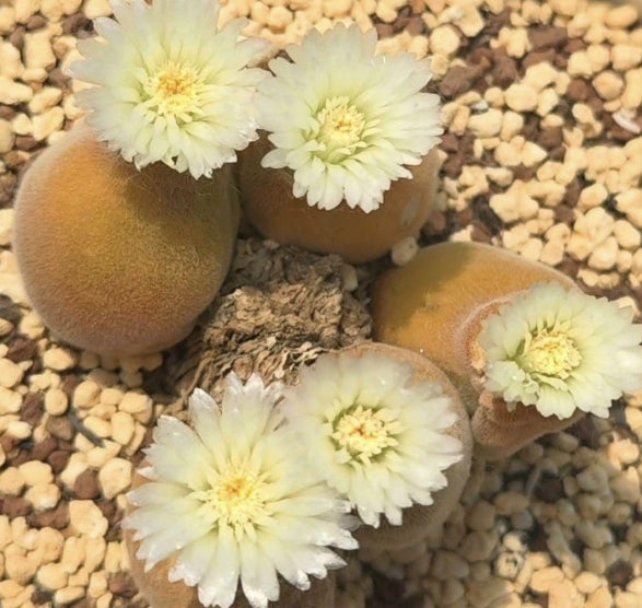Muiria hortenseae seeds