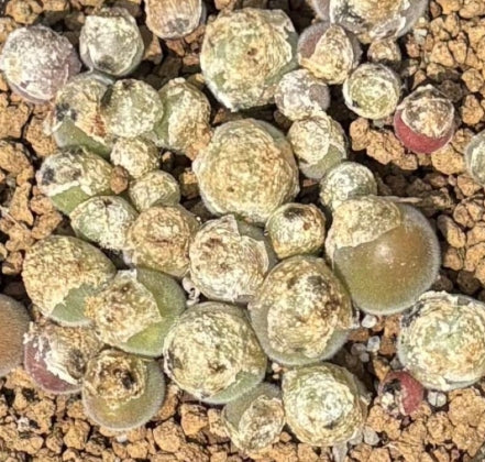 Muiria hortenseae seeds