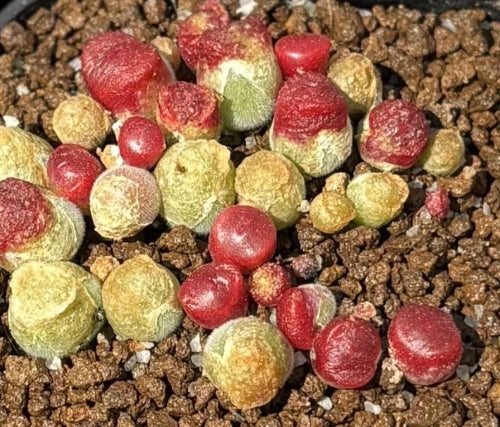 Muiria hortenseae seeds